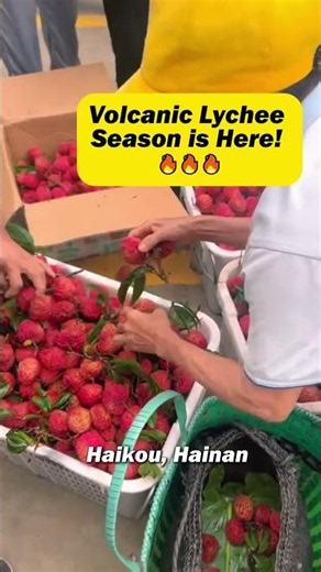 Volcanic Lychee Season is Here! 🔥