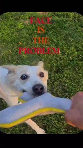 I'm not facing the problem, Face is the problem 🥺 #dogs #indie #adopt #funny