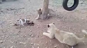 131K views · 2.1K shares | || Jhakaas Video || " Bahutek hya Kutryacha naav TIGER asava " | 9X Jhakaas | Facebook