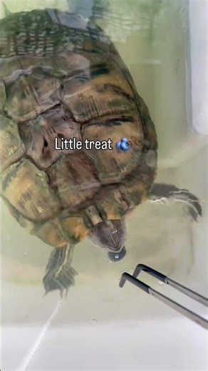 Jolly’s Ultimate Taste Test! 🐢🍉 #shorts