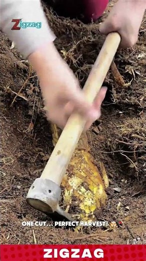 Sharp & Durable Bamboo Shoot Digging Tool for Cutting and Harvesting in Forest Soil Areas