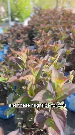 New Arrivals! Our latest collection of Hydrangeas are here and ready to redefine your garden with a modern twist on these timeless favourites. Here's a glimpse of various varieties for various areas of your garden. Hydrangea ‘Invincibelle Sublime’ Smoothleaf Hydrangeas: Perfect for shady spots, these hydrangeas will continue to bloom in shadier areas where others may not. Paniculata Hydrangeas: Ideal for sunnier locations, just ensure they're not exposed to scorching afternoon sun for prolonged 