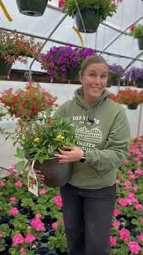 The BEST Hummingbird Plants