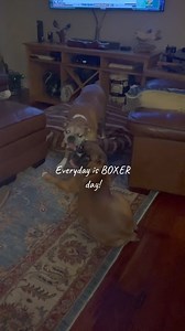 She’s unstoppable, everyday, even at night. Our young lady Bella continue to grow happy and playful as she can be 😻 #miadagangwithemily #boxer #Bella #funnydog | Mia & Da Gang With Emily