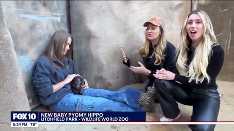 New baby pygmy hippo arrives at Wildlife World Zoo