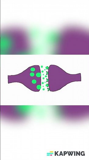 🌟 Steps of Synaptic Transmission