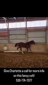 🔥 Fancy Yearling Stud Colt – VS Code Blue x Zippo Pine Chex 🔥 If you’re looking for a top-notch prospect with a stacked pedigree, check him out! SINGING THE BLUE is a 2024 chestnut AQHA yearling stud colt bred to excel in the show pen. Sired by VS Code Blue (RL Best of Sudden x Vital Signs Are Good) and out of a good Zippo Pine Chex daughter, this colt has the bloodlines, movement, and mind to go far. ✅ Sound, healthy, and vice-free ✅ Smooth mover with a trainable mind ✅ Perfect prospect for w