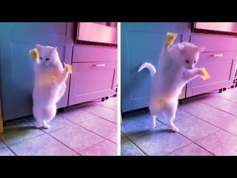 Cat Reacts To Sticky Notes On Its Paws
