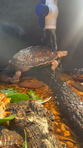 Spa Day | Reptilandia Reptile Lagoon