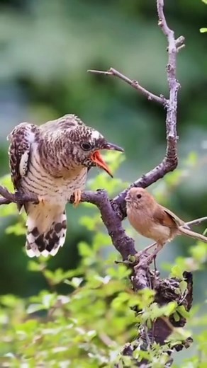 Nature has a way of teaching us life lessons that we often overlook in our busy lives. Take for example, birds in their old age. They may no longer have the strength to fly, but they are not alone. The younger generation takes it upon themselves to care for their elders, without hesitation or expectation of reward. These chicks may not have gone to school, but they know their responsibilities and fulfill them with grace and compassion. It's a heartwarming display of love and respect for the elde