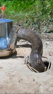 Animal Planet TV on Reels