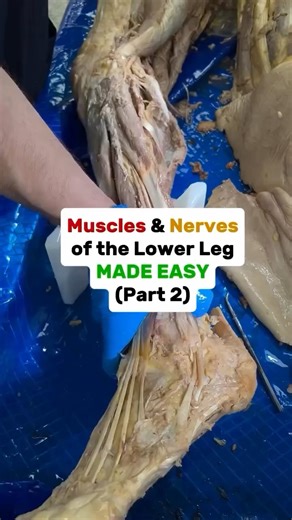 PhysioOsteoGram | Lower Leg Anatomy | Part 2: Posterior Compartment In the second half of this lower leg series, we’re diving into the posterior compartment... | Instagram