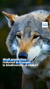 1.1K views · 11 reactions | From near extinction to almost doubling its population in the last 10 years. ️ The wolf has become one of the EU's greatest wildlife conservation success stories, but now it’s losing protection.  Why is the wolf so controversial? Watch on #EuropeansStories: https://bit.ly/3C5SfEX | Euronews English | Facebook