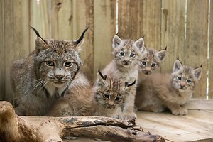 14K views · 694 reactions | Our four lynx kittens are now spending time outside on exhibit! Their mother, Chayne, is protective, watchful, and so very patient with her kittens. She has been an all-around fantastic mom! We are so excited for our visitors to share in watching this family learn and grow. #zooforall | Pittsburgh Zoo & Aquarium | Facebook