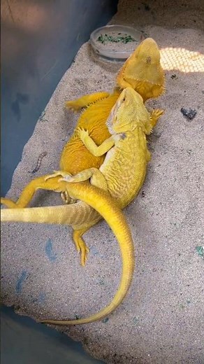 Bearded Dragons! 🐸🦎🐲 #beardeddragon #reptiles #pets