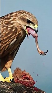 America hawk eating his prey. please subscribe 🙏🙏🙏