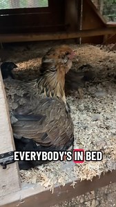 Part 1 Went to get eggs and mama and babies were already tucked in for the n | Backyard Family