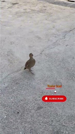 dakhni teeter ki vice irani teeter ki awaaz#kalateetarsindhi #teetarawaz