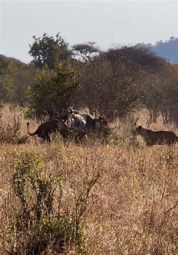 Africa’s Wildest Animal Attack Caught on Film!