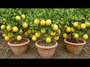 🔴LIVE: 🍋Grow Lemon Trees Fast In This Simple Trick with 100% Success! #live
