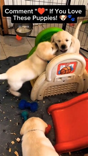 Cute Cute Labrador Puppies Video ♥️🐾#shorts #shortsfeed #dog #puppy #labrador #cute