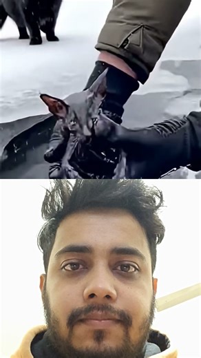 Save A cat|#shorts #cat #catshorts