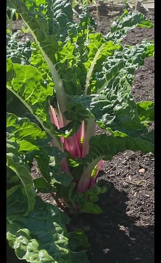 How to grow Swiss Chard