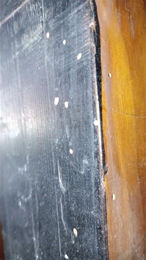 WOODWORM! The wood-eating larvae of Steinway & Sons Vertegrand #piano #tunning