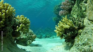 Swimming at the coral reef you can see many interesting things. Video shot underwater camera in the summer on the Red sea.