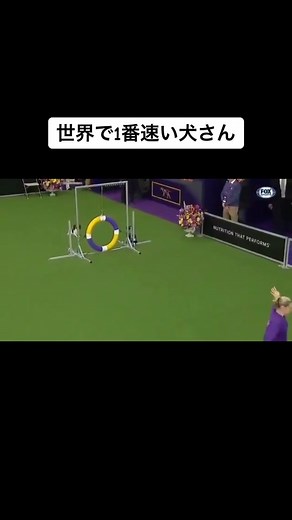世界一速い犬とボーダーコリーの紹介