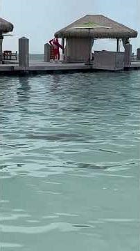 КАМБАЛА. Cococay at perfect day. COCO BEACH CLUB. #puppy #travel #cruisetour #caribbeandream.