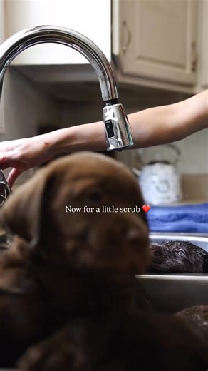 Bathing 7 chocolate Labrador puppies. .🥰 | Chocolate Labrador Retriever Lovers