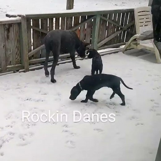 AKC Champion Great Dane Pups!10 weeks #cutepuppies #puppy #cutepuppy #cuteanimal #puppy #tiktok