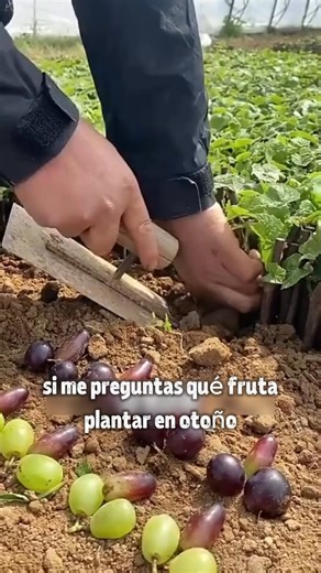 🍇 Seedless Kyoho Grapes🌱 Thin-Skinned, Extra Juicy & Super Sweet! 🌿 Perfect for Backyard Gardens! Easy to Grow, Deliciously Crisp—Grow Your Own Grape Oasis! 🏡✨ Order Now & Enjoy Sweetness All Year Round！🚀 | Caliculation