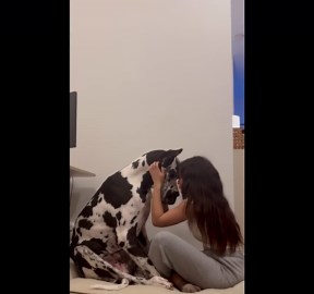 A Dog Owner Gives Her Great Dane A Hug