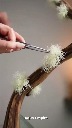 Building the perfect planted tank step by step 🌱💧 #aquarium #aquascaping #tutorial