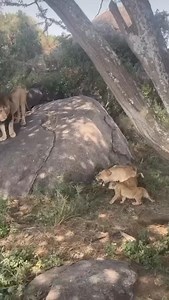 3.8K views · 57 reactions | The savannah exploded with roars. 女 A...