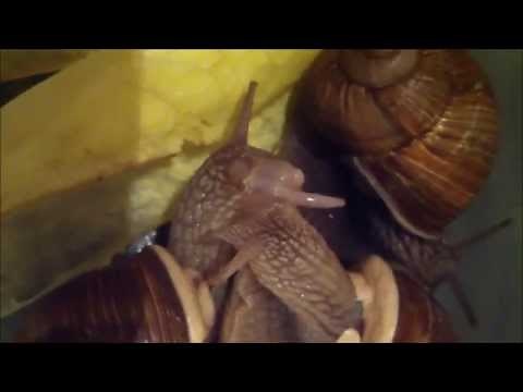 Accouplement esgargots