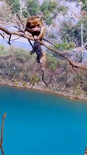 Monkey Mom Saves Baby From Falling What Happens Next Is CRAZY #shorts @Hilarious_115