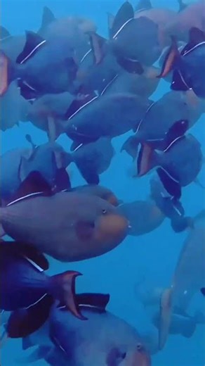 What’s your favorite Hawaiian island? #hawaiilife #kauaihawaii #kauailife #islands #dolphins