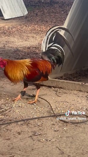 Yellow Leg Hatch Hoskins: Guide to Gamefowl Breeding