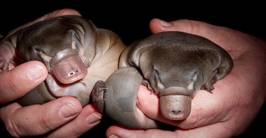 Baby Platypus: 5 Astonishing Platypus Puggle Facts and 5 Cute Pictures