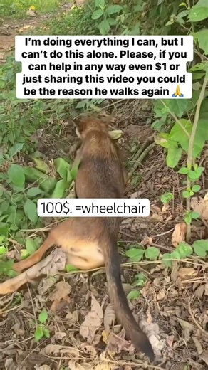 #donate PayPal link is in bio please donate to save poor dog#