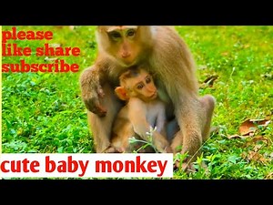 Baby Monkey’s First Day With Foster Mom – Heartwarming Moments