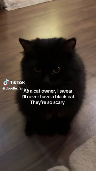 Black Cat Meme Challenge: Watch till the End 😭