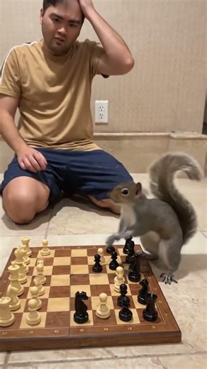 Losing on a chess game with a squirrel 😩 #mindgames #justforfun