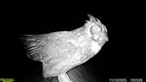 Great Horned Owl hooting - probably calling to a mate - from the roof of the Benjamin Family Environmental Center at Goosewing Beach Preserve. Turn it up! | The Nature Conservancy in Rhode Island