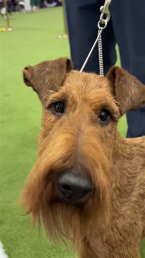 Breed judging at the Westminster Kennel Club Dog Show brings together top dogs from around the world for a once-a-year showcase. See it live this February and cheer on your favorites: https://bit.ly/WKC2026Tickets. Get ready for every step of the Westminster tradition with The Original Muck Boot Company. | Westminster Kennel Club Dog Show