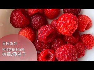 果园 | 树莓 | 健康可口的Raspberry，种植与剪枝详解