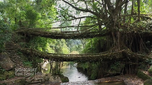 3.6M views · 3.2K reactions | One of Meghalaya’s most eye-catching wonders are its living root bridges. Watch how these surreal structures are carefully shaped over many years, and how they ease the life of locals and tourists who commute across the state’s beautiful, rugged landscapes. #Partnered | Firstpost | Facebook